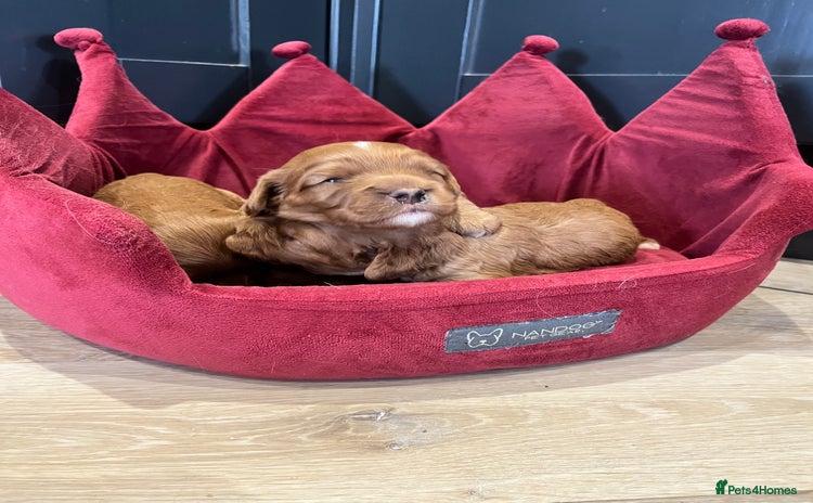 Cavapoo dogs - Advert 1