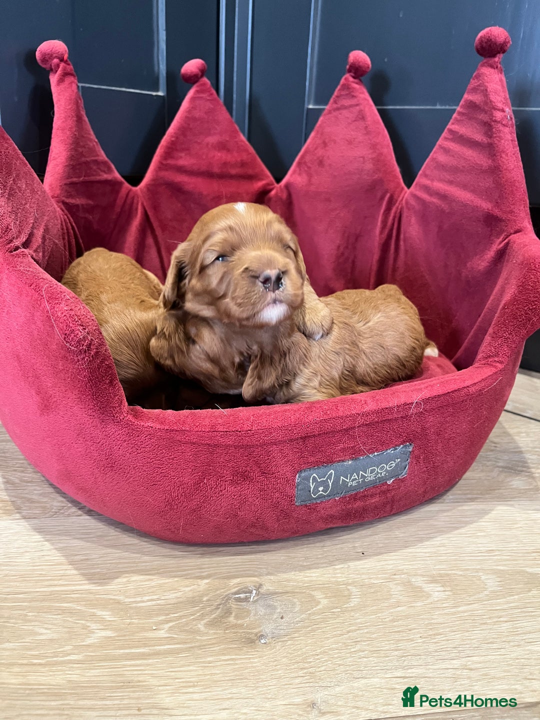 Cavapoo dogs for sale: Stunning F1 Cavapoo pups ONE GIRL LEFT - Image 1