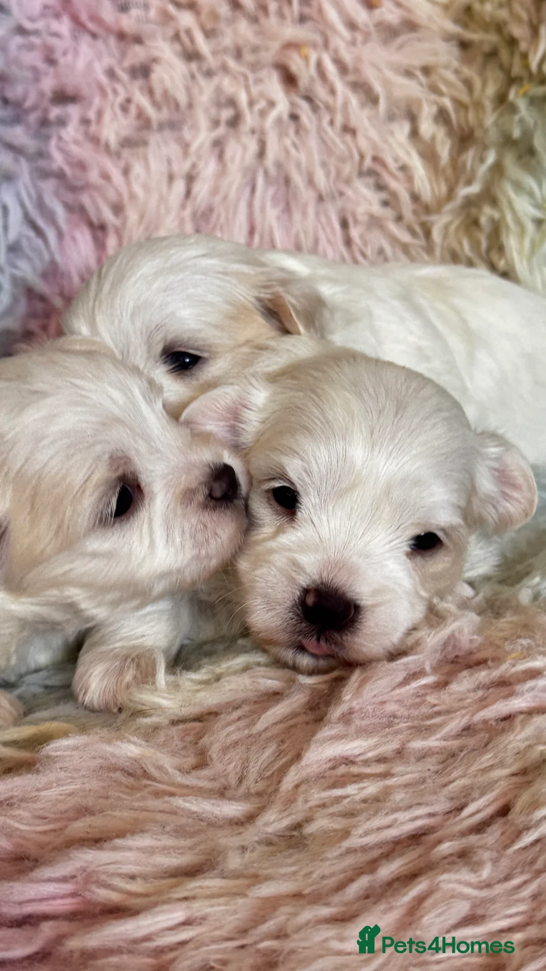 Maltese dogs for sale: Kc registered mini Maltese  - Advert 6