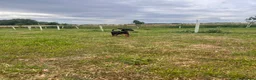 Dobermann dogs for sale: health tested Kc Reg dobermann puppies - Advert 10