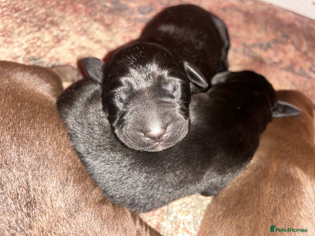 Labrador Retriever dogs for sale: Beautiful Labrador Retriever Puppies KC Registered - Advert 5