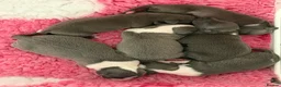 Italian Greyhound dogs for sale: Italian Greyhound Puppies - Advert 17