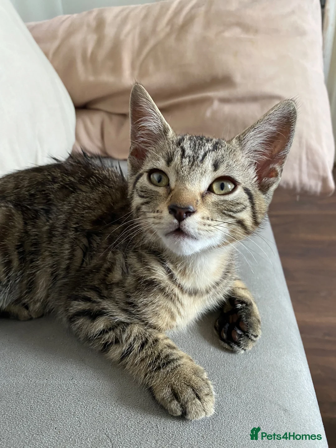 Mixed Breed cats for sale: Playful kittens  - Advert 2