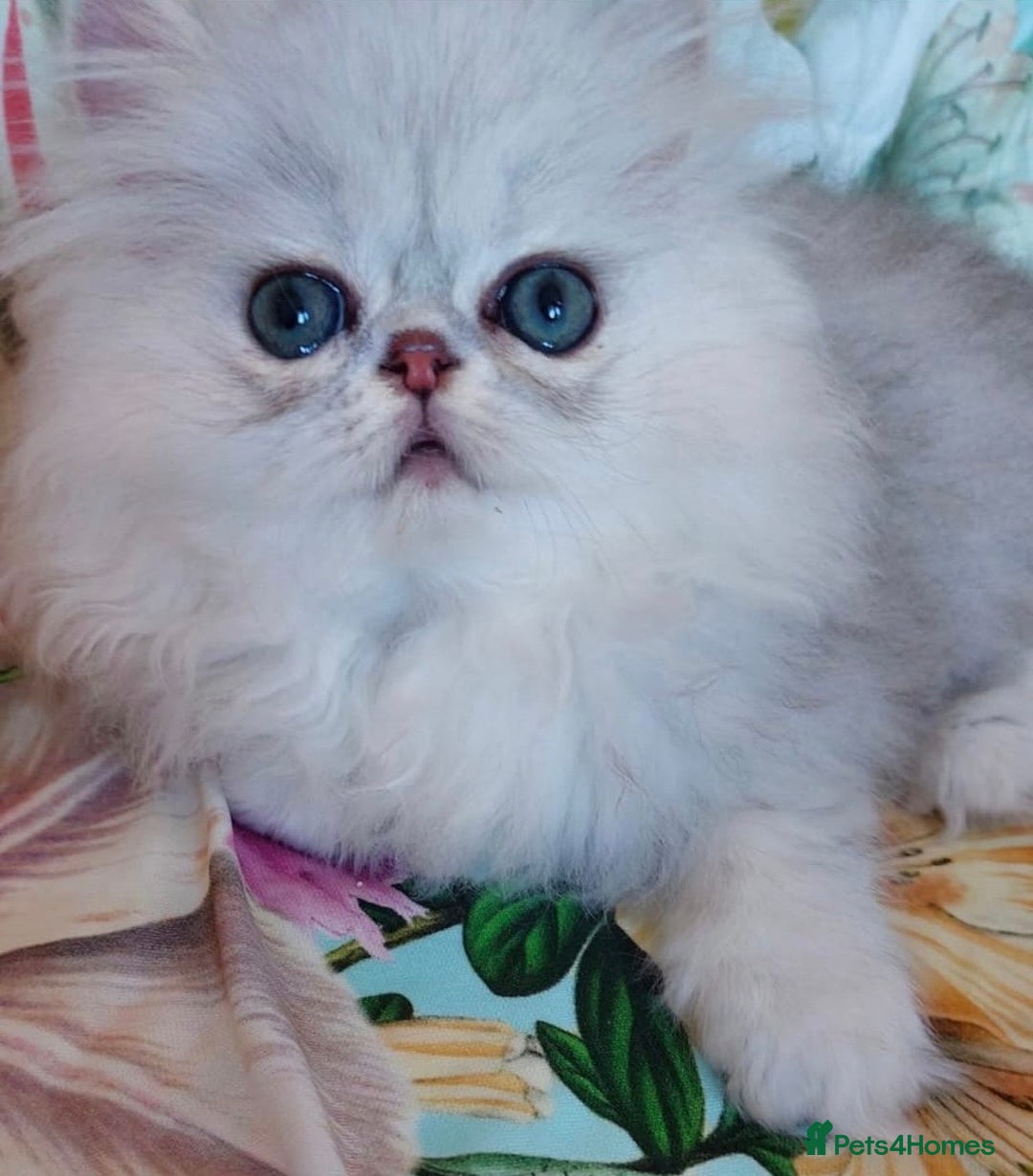 Persian cats for sale: Italian Persian chinchilla kittens♥️🐾 - Image 2