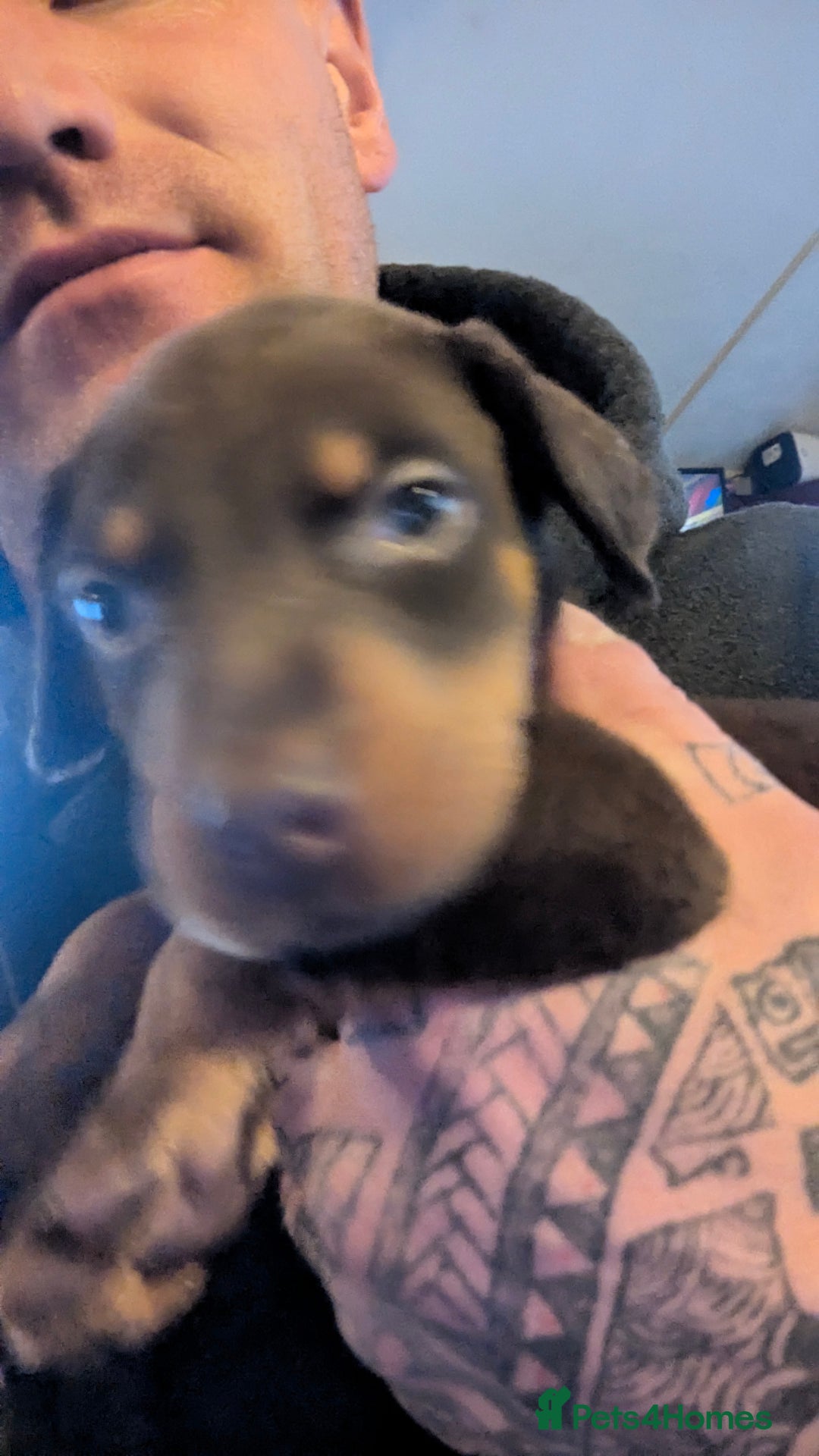 Dobermann dogs for sale: 🐾 Doberman Puppies for Sale – Ready 7th January  - Advert 4