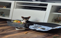 Chihuahua dogs for sale: LAST ONE Chihuahuas for sale BOY  - Image 11