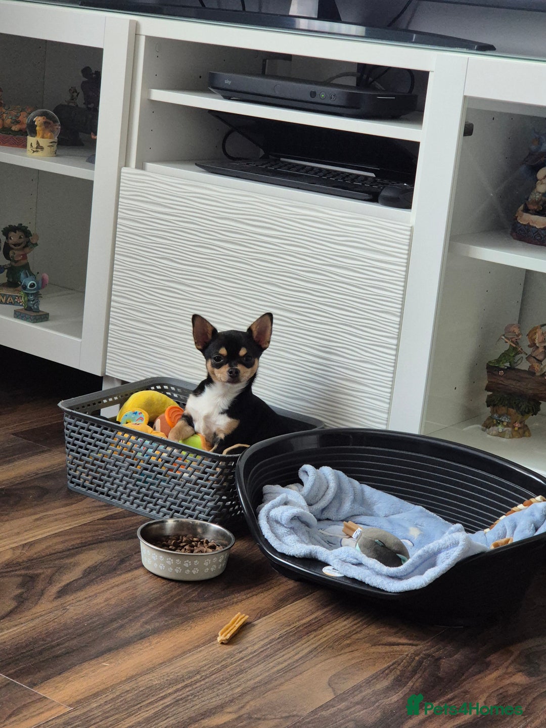 Chihuahua dogs for sale: LAST ONE Chihuahuas for sale BOY  - Image 11