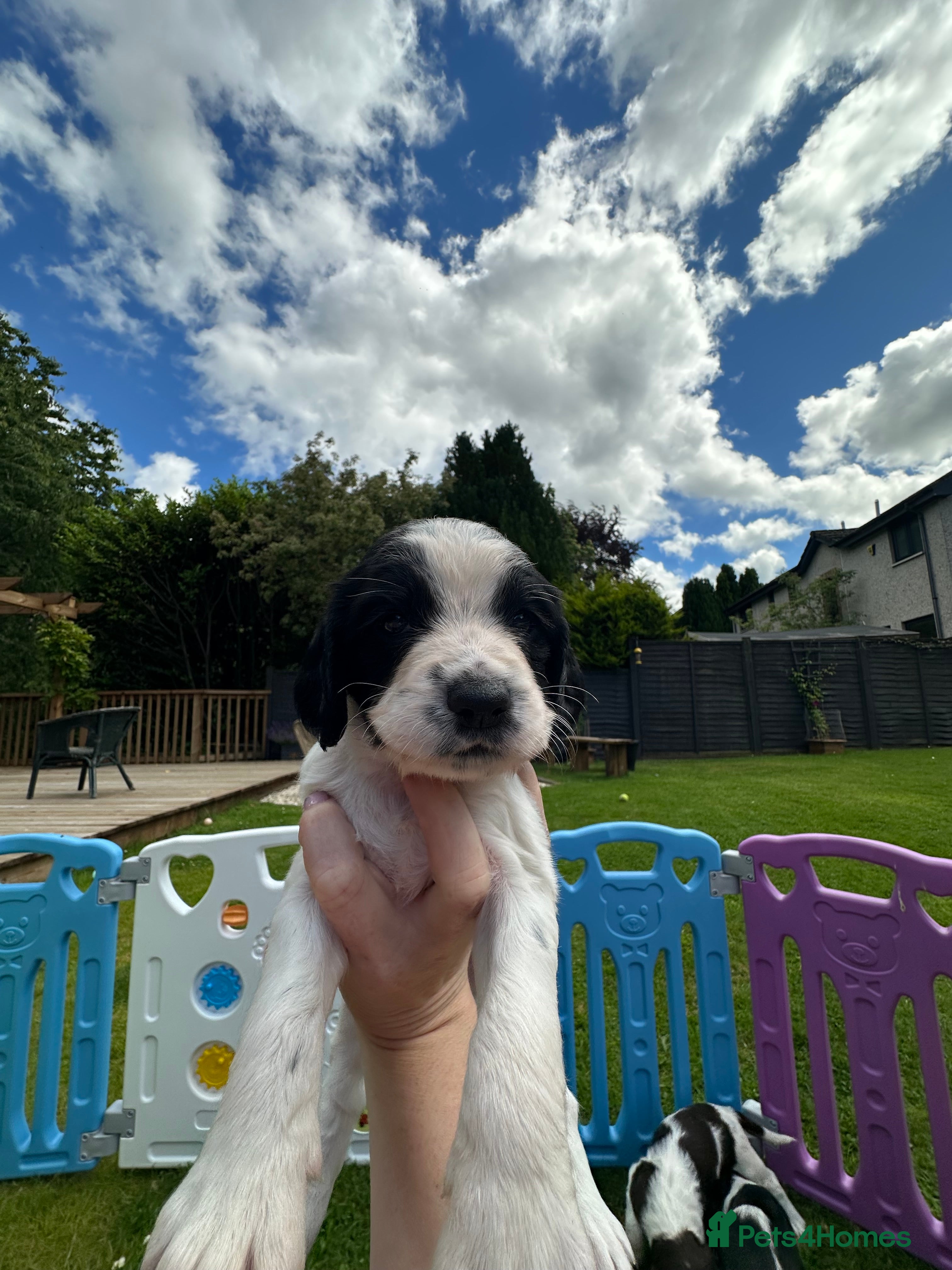 Sprocker dogs F2 Sprocker Puppies - Growing beautifully 🤎🖤🐾  - Advert 2