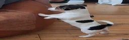 Jack Russell dogs for sale:  jack russel puppies  - Advert 3