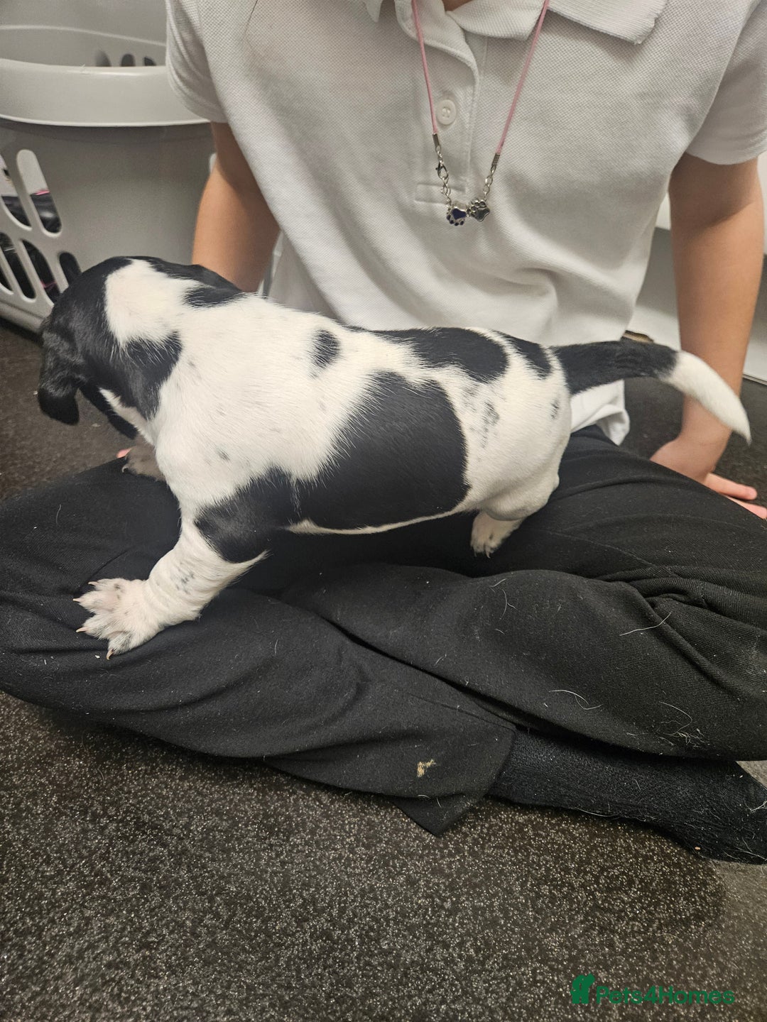 Cocker Spaniel dogs for sale: Cocker spainels x bocker - Advert 5