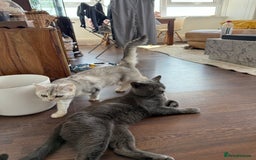 British Shorthair cats for sale: Unusual litter of British Shorthairs - Image 8