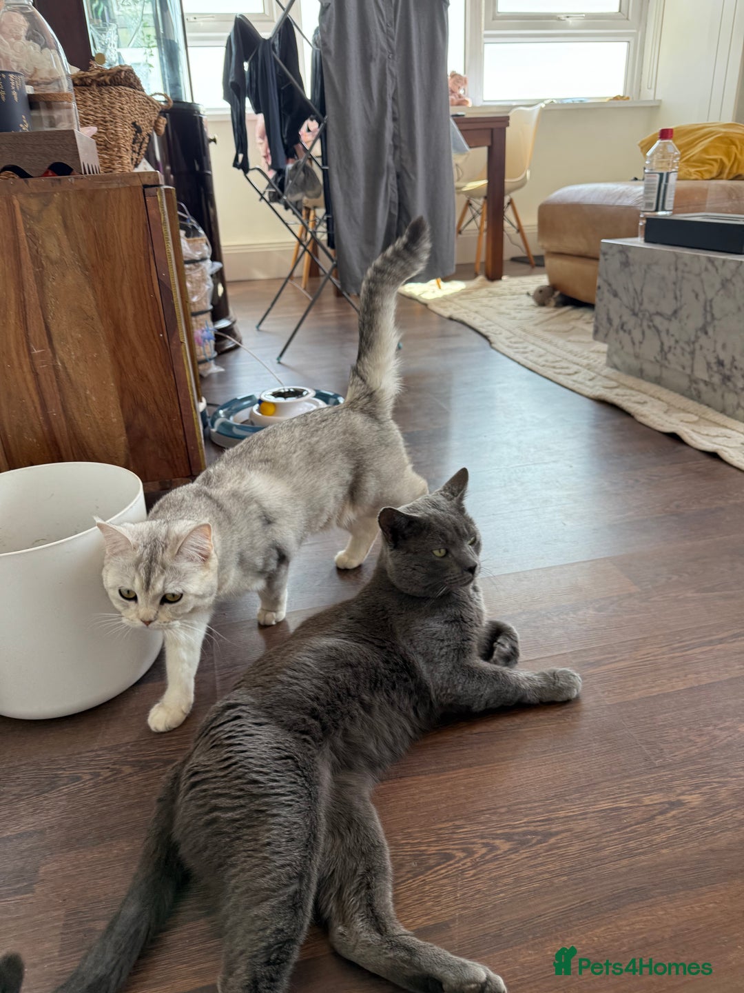 British Shorthair cats for sale: Unusual litter of British Shorthairs - Image 8