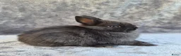 Netherland Dwarf rabbits for sale: Siamese Smoke Buck & Black Self Doe – 8 Weeks Old - Advert 7