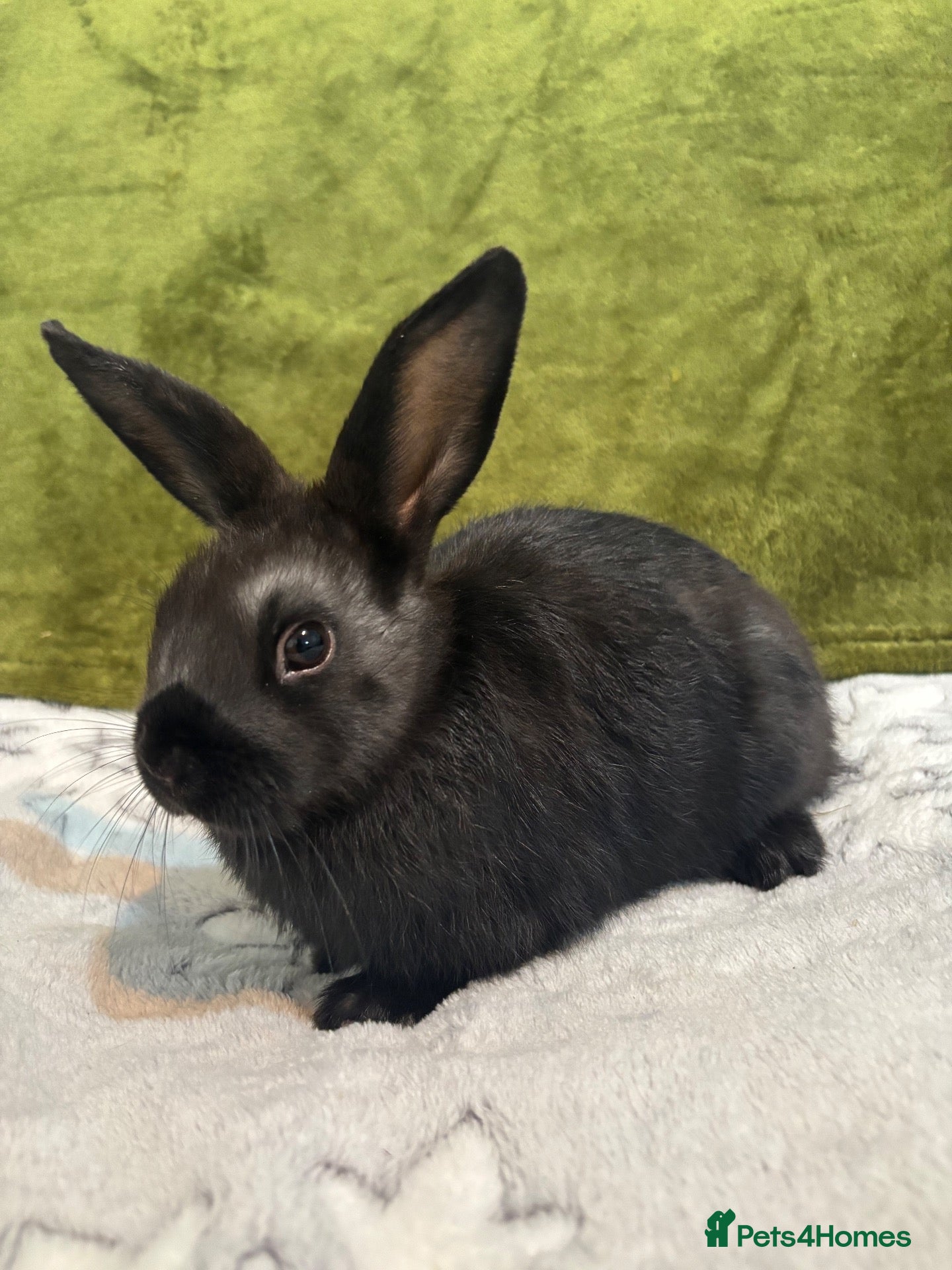 Mixed Breed rabbits 3 mini lop cross 1 female 2 male - Advert 1