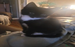 Mixed Breed cats for sale: Mixed maincoons  - Advert 2