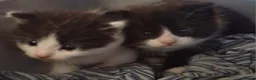 Mixed Breed cats for sale: Three beautiful mixed breed kittens. - Advert 6