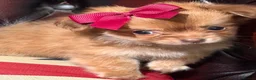 Chihuahua dogs for sale: Beautiful Female Chihuahua Puppy – “Squeak” - Advert 9
