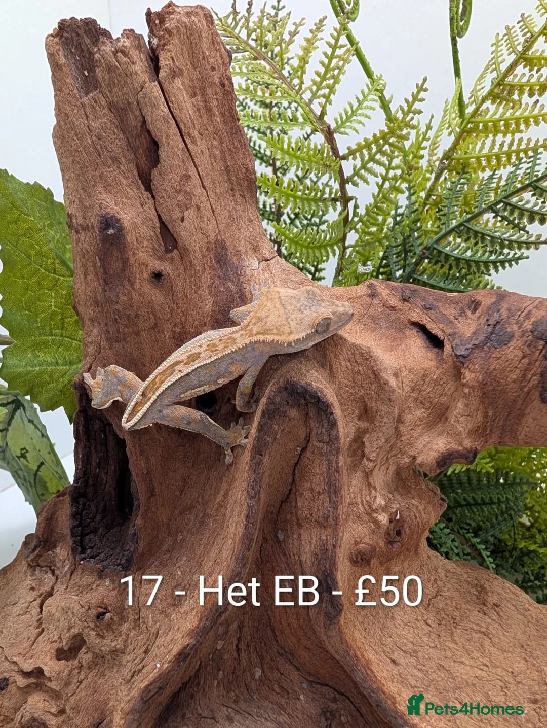 Gecko reptiles for sale: Beautiful Mix of Crested Geckos - Advert 17
