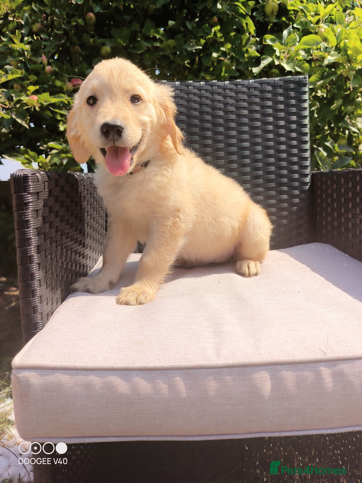 Golden Retriever dogs READY NOW🐾 PUREBRE GOLDEN RETRIEVER PUPPIES🐾 - Advert 1