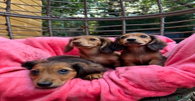 Dachshund dogs - Advert 3