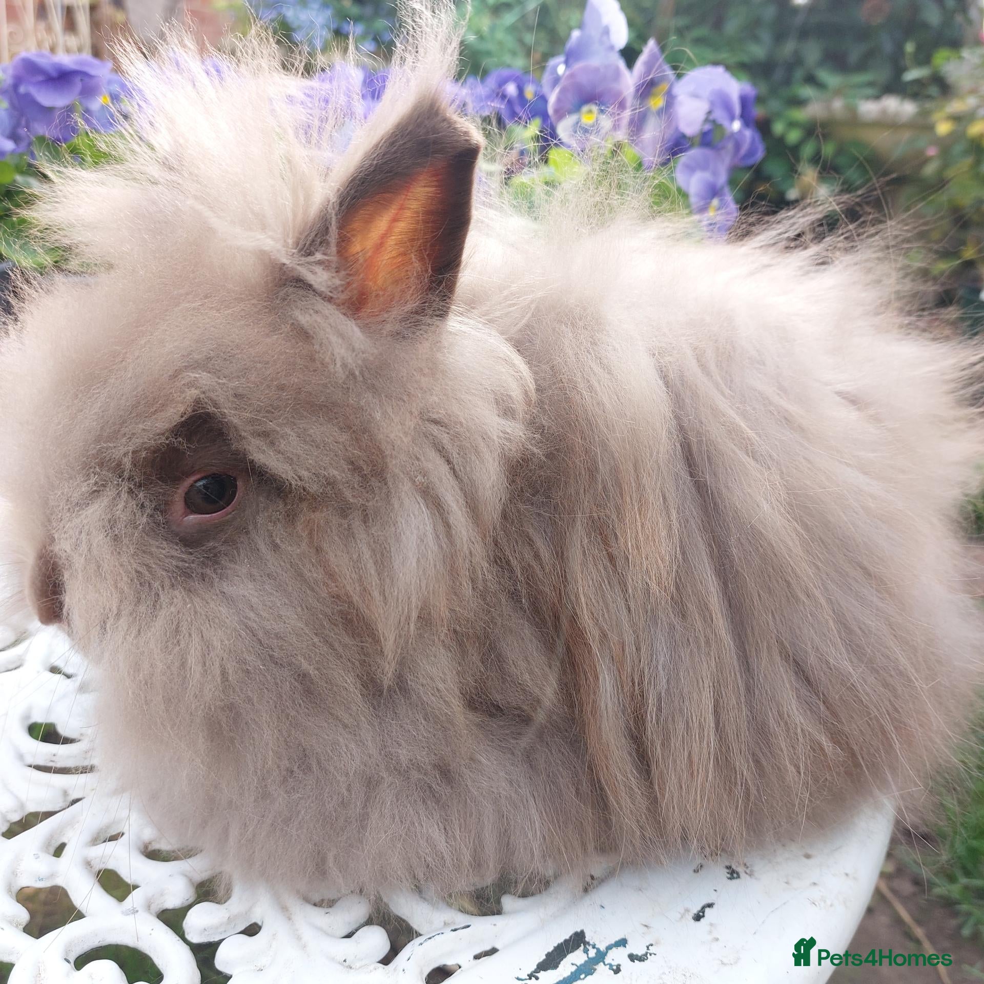 Angora rabbits ANGORA X DOUBLE LION HEAD BABIES  - Advert 1