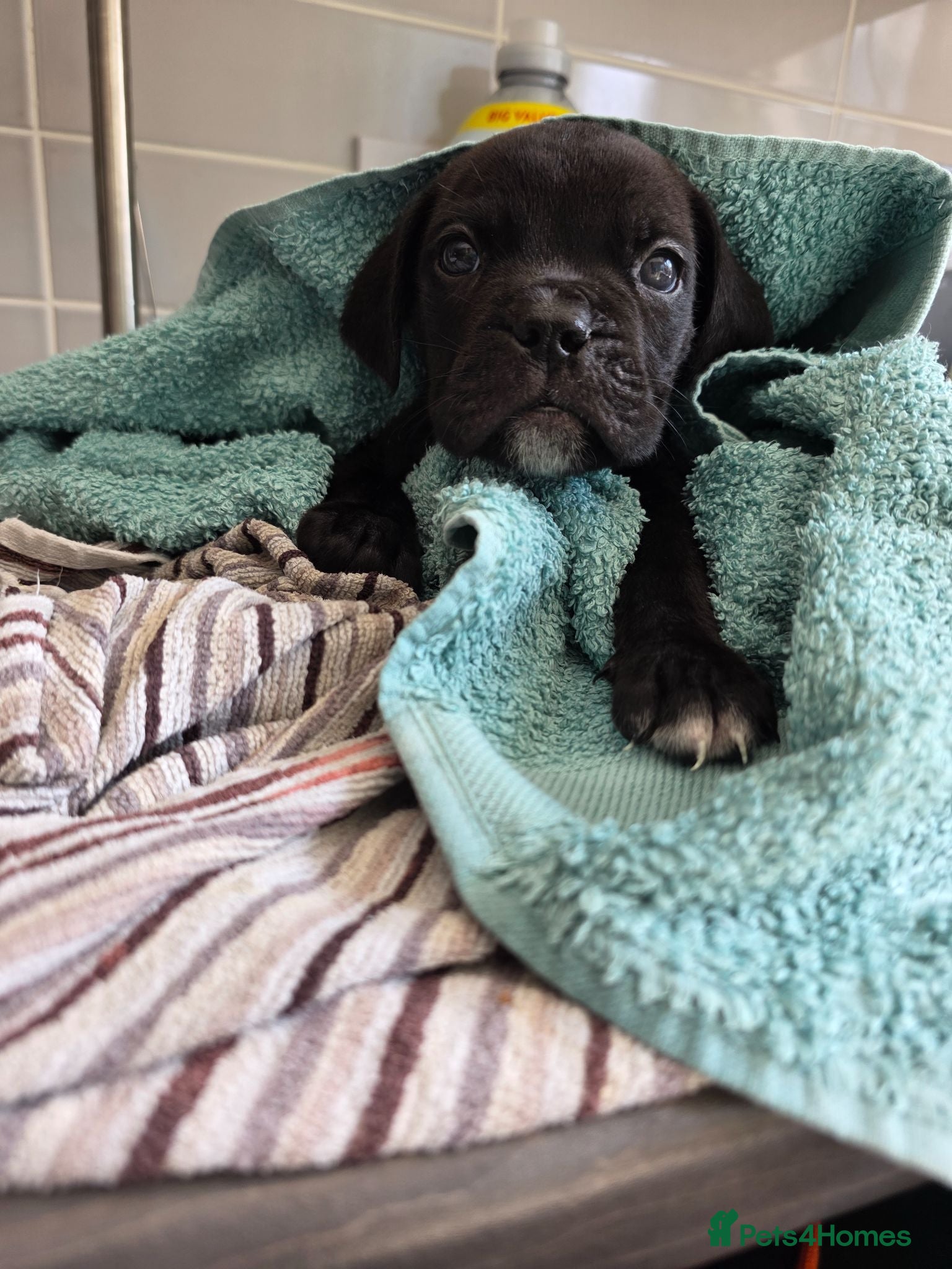 Mixed Breed dogs Cane corso cross American bulldog  - Advert 2