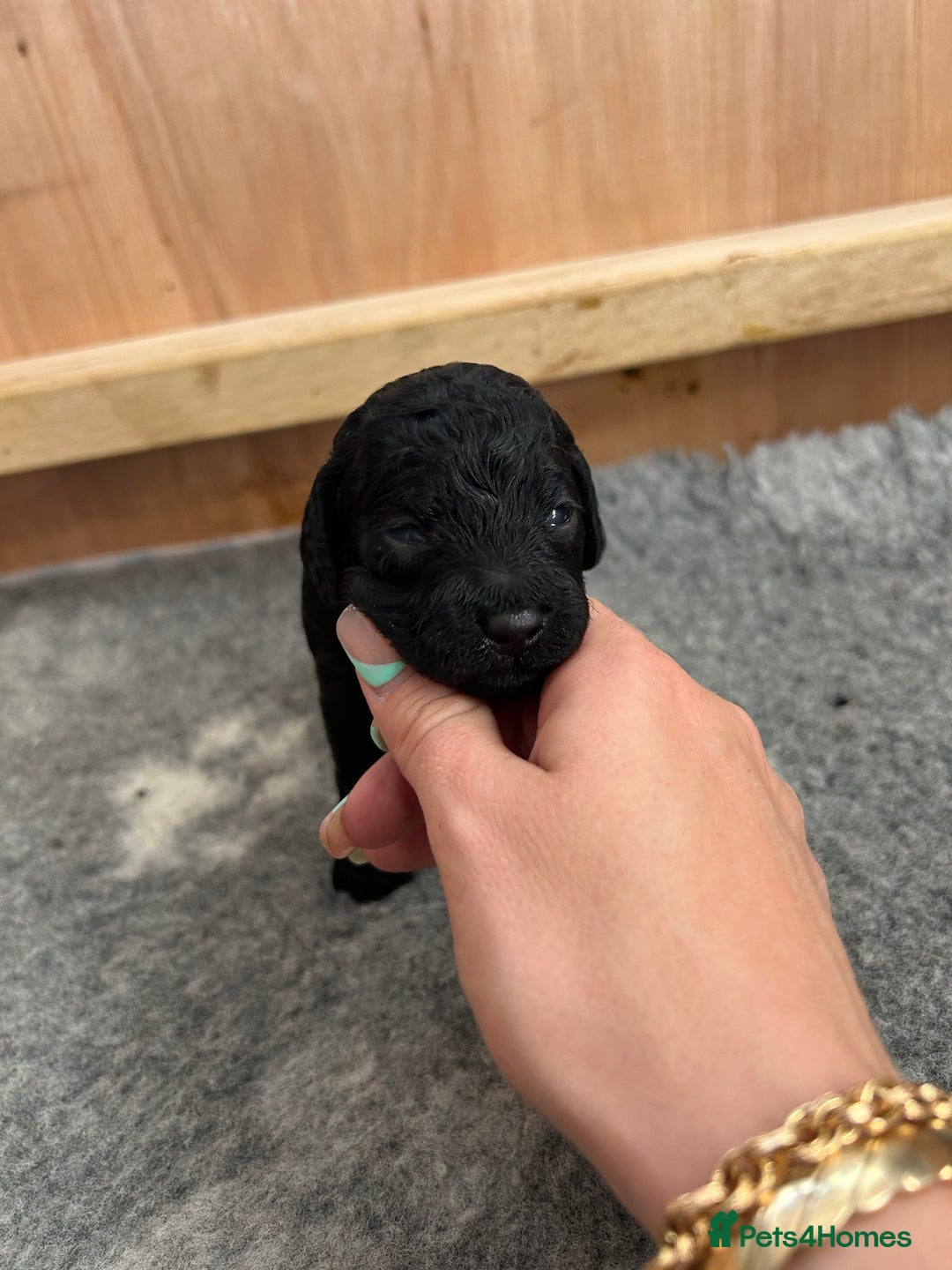 Cockapoo dogs for sale: F1b Cockapoo  - Image 12