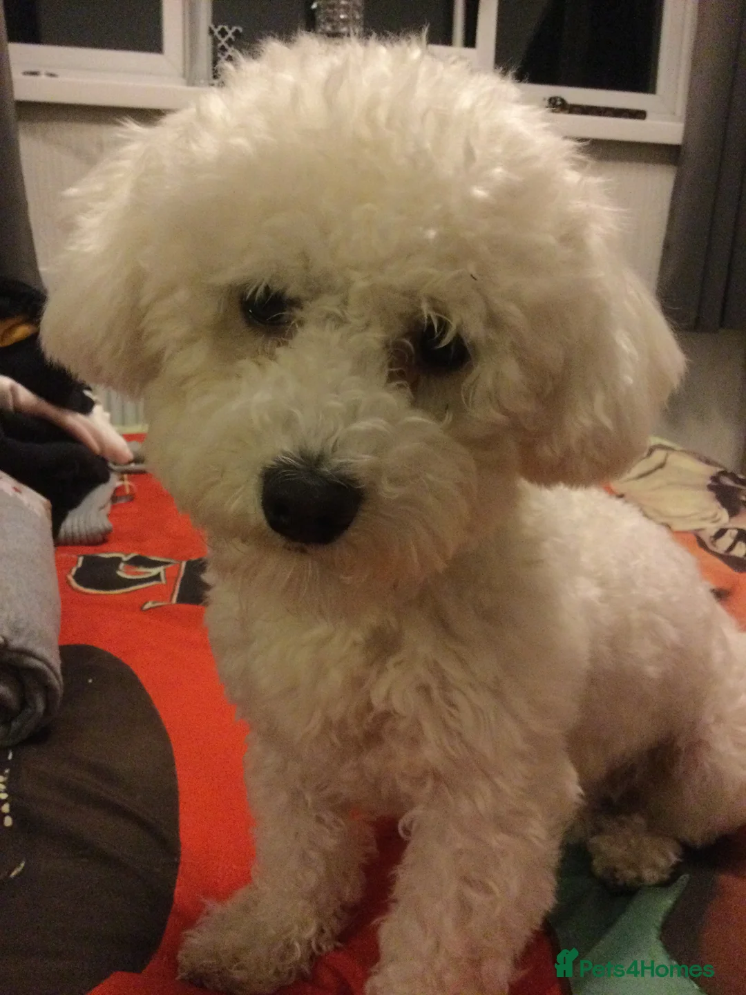 Bichon Frise dogs for stud: Bichon frise for stud  in Atherstone - Advert 6