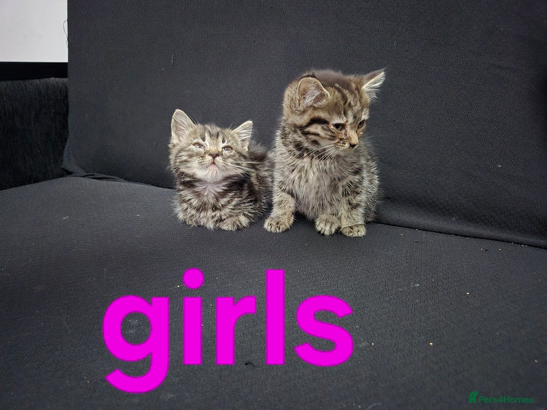 British Shorthair cats for sale: Bsh×snowleopard bengals in Manchester - Image 9