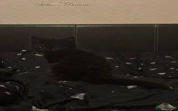 Mixed Breed cats for sale: 3 Cute kittens ready ASAP £100 - Image 8