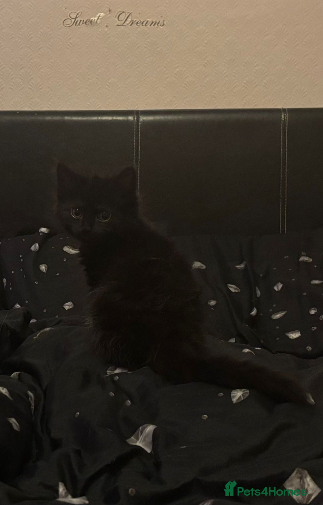 Mixed Breed cats for sale: 3 Cute kittens ready ASAP £100 - Image 8