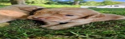 Cocker Spaniel dogs for sale: KC Cocker spaniel pups  in Carnforth - Advert 6