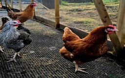 Chickens poultry for sale: Point of Lay Chickens - Image 4