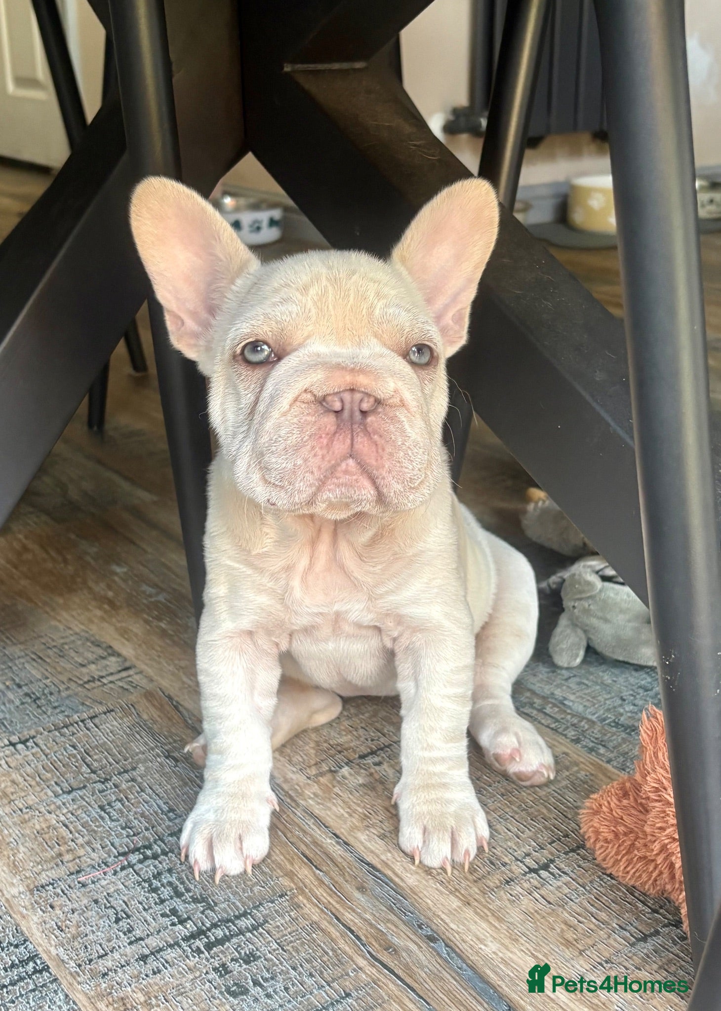 French Bulldog dogs STUNNING FRENCH BULLDOG GIRL - Advert 10