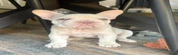 French Bulldog dogs for sale: STUNNING FRENCH BULLDOG GIRL - Advert 8