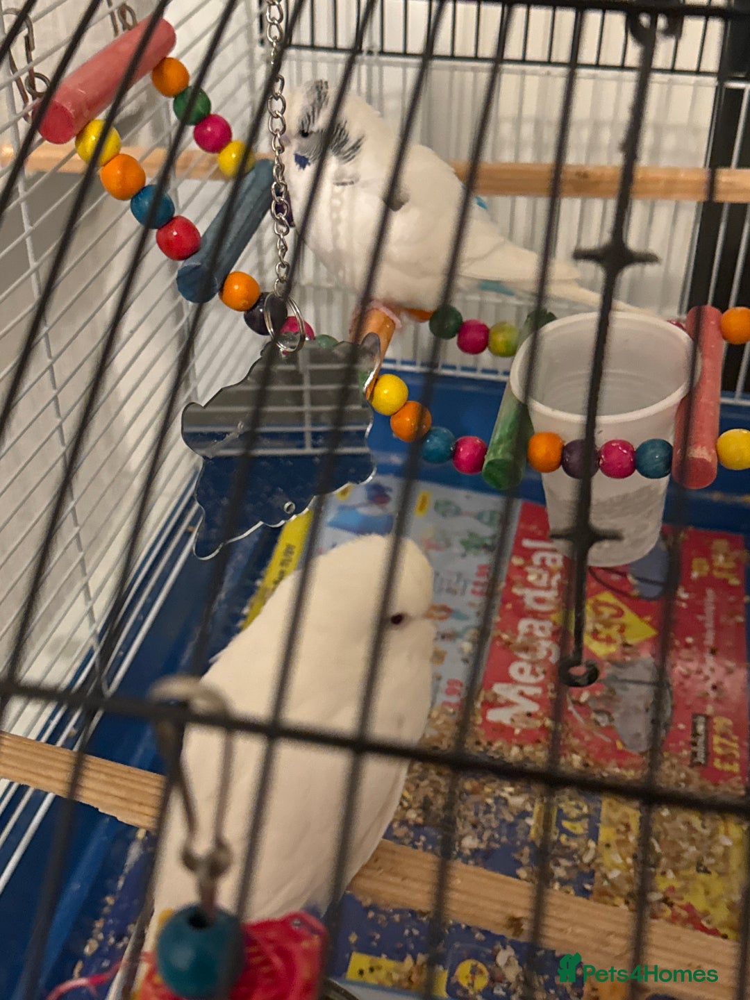 Budgerigars birds for sale: Budgies - Advert 2