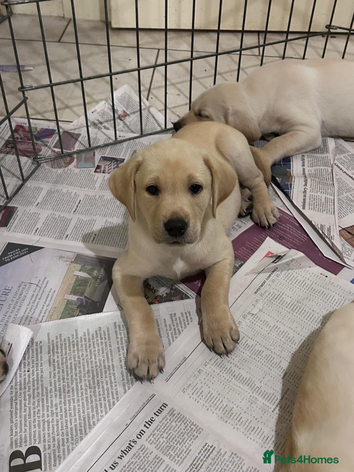 Labrador Retriever dogs KC Registered Labrador Puppies - Advert 2