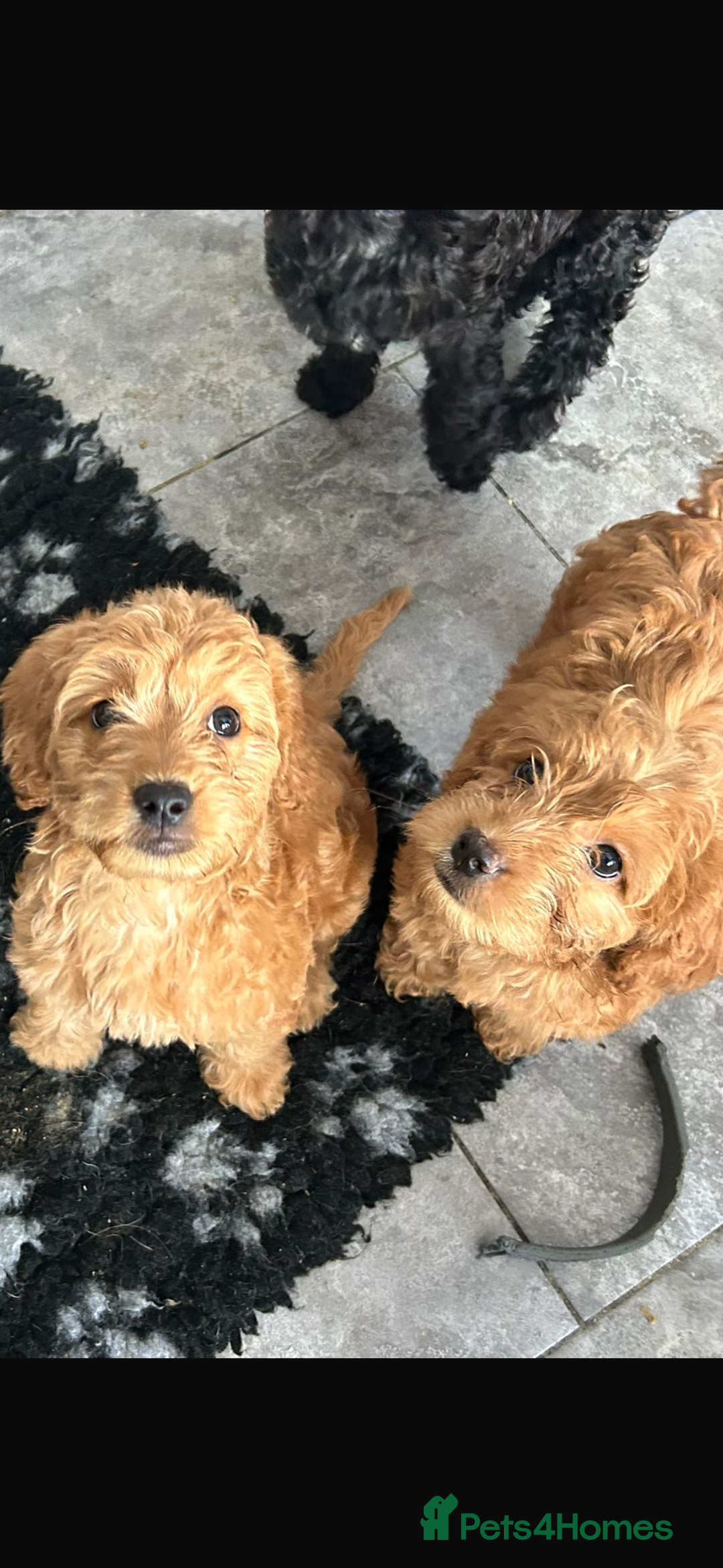 Mixed Breed dogs for sale: final reduction to find forever home  - Image 1