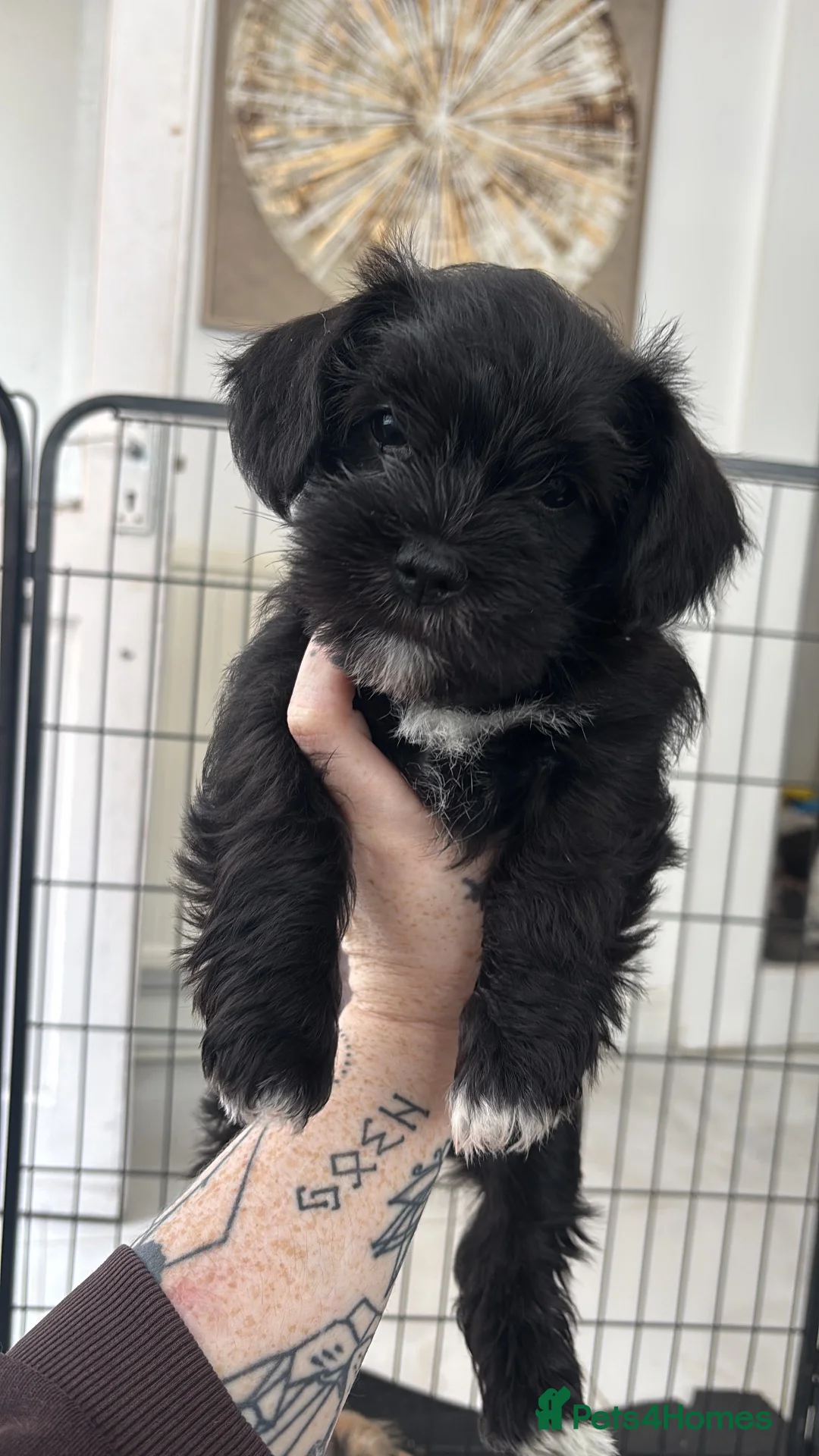 Mixed Breed dogs for sale: Schapso male puppy  - Advert 2