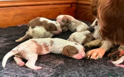 Cavalier King Charles Spaniel dogs for sale: Stunning DNA CLEAR GIRLS  - Image 2