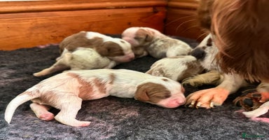 Cavalier King Charles Spaniel dogs - Advert 9