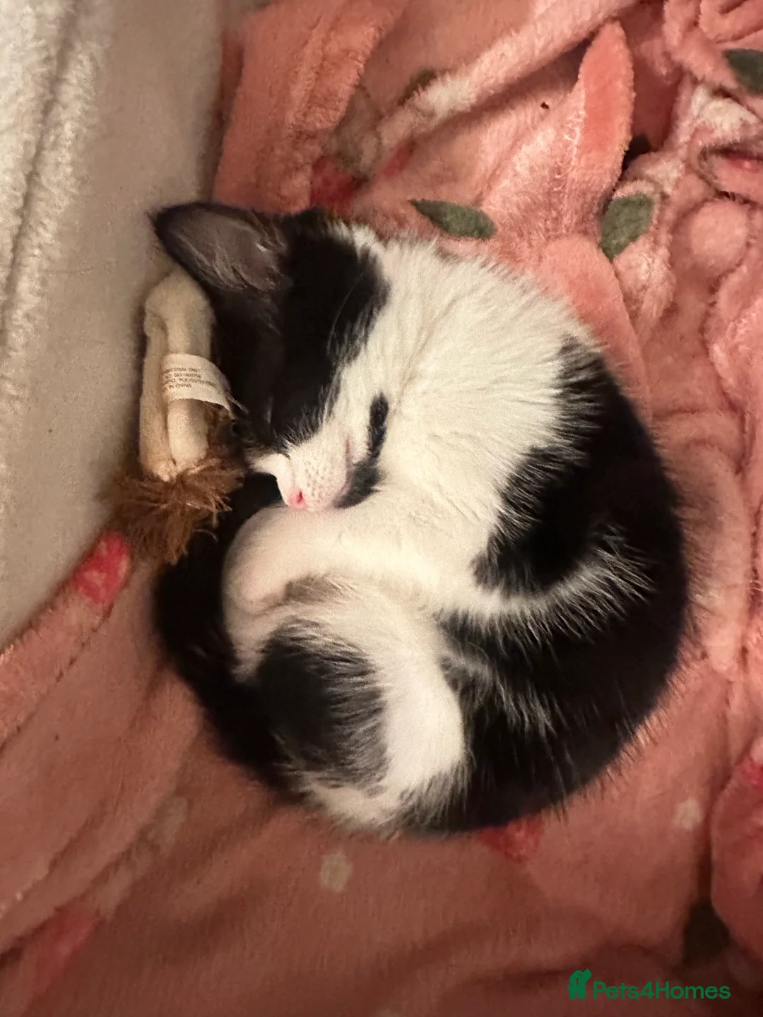Mixed Breed cats for sale: mixed breed female kitten in need of a home!! - Advert 3