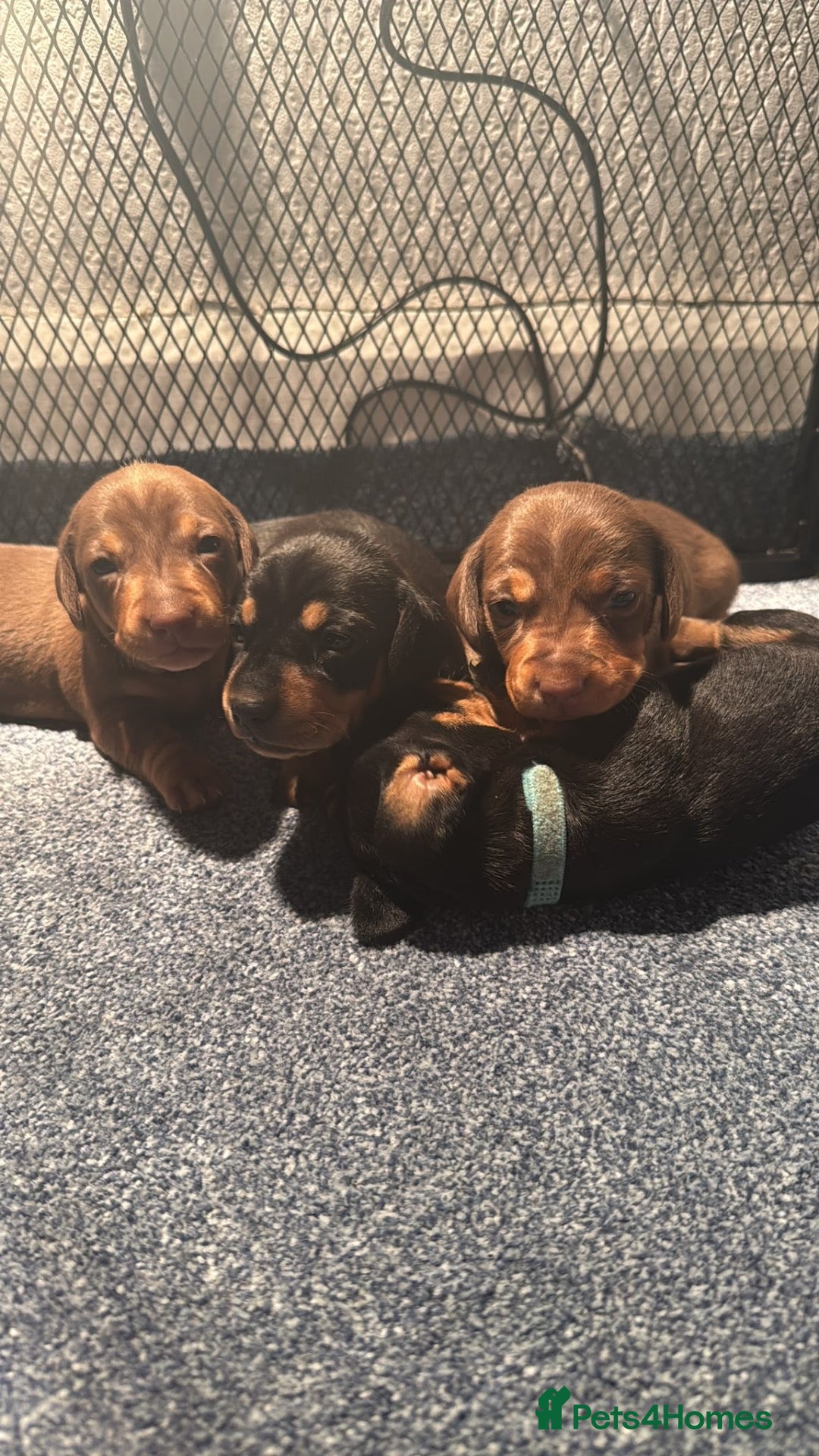 Dachshund dogs for sale: Miniature Dachshunds  - Advert 5