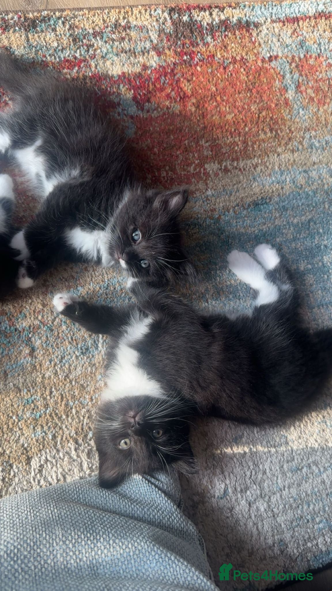 Mixed Breed cats Mixed breed black and white kittens - Advert 5
