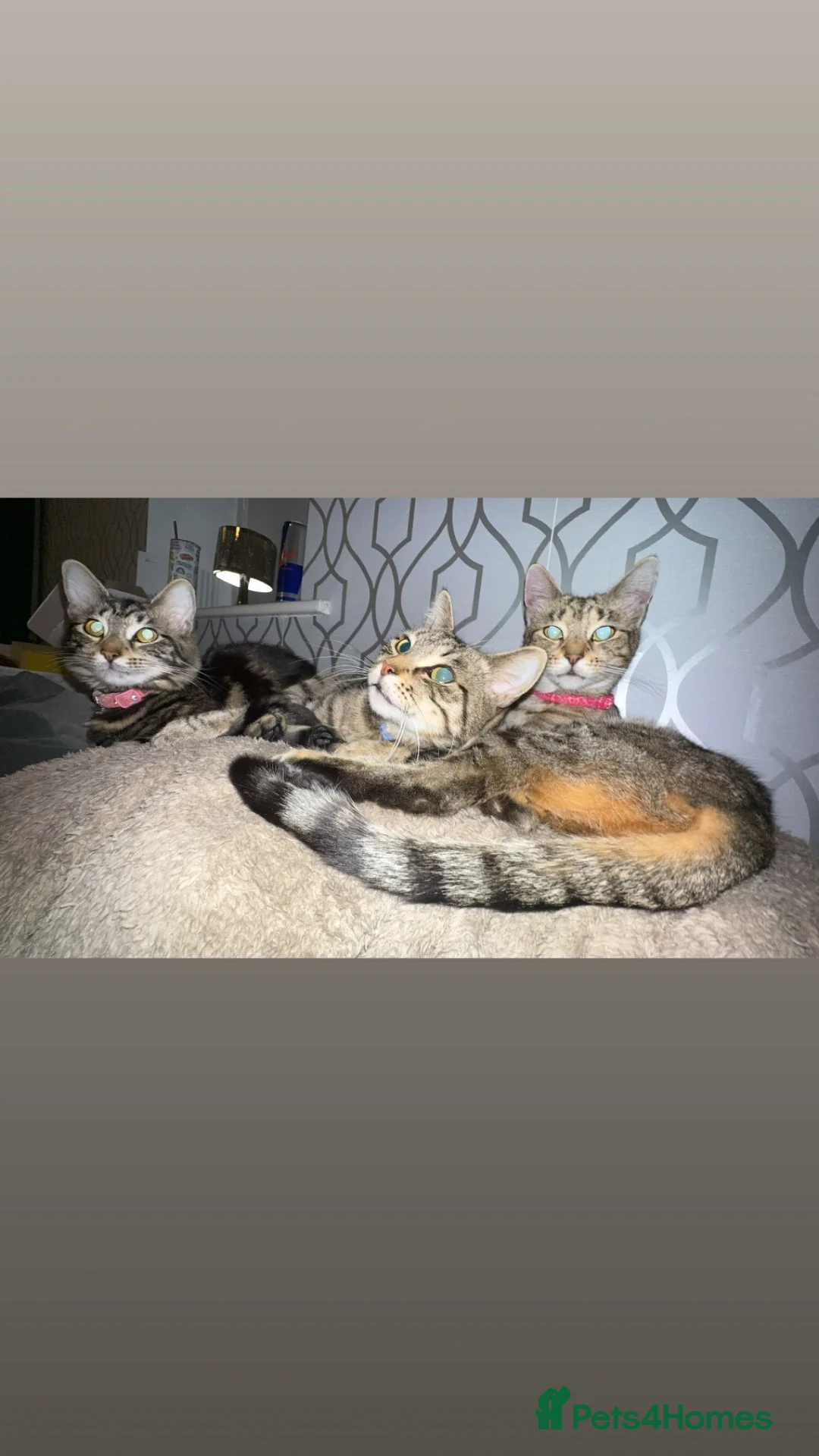 Mixed Breed cats for sale: 2 sisters and daughter - Advert 5