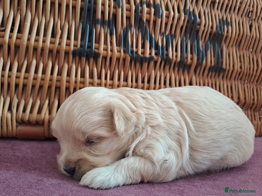 Maltipoo dogs for sale: Kc, Asian size, F1 female - Image 11