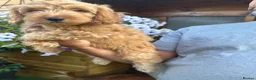 Cockapoo dogs for sale: Stunning F1 puppies Champions Bloodlines  - Advert 8