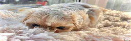 Shih Tzu dogs for sale: Four Beautiful Imperial Shih Tzu boys - Advert 4