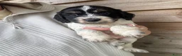 Mixed Breed dogs for sale: Sproodle puppies for sale  - Advert 8