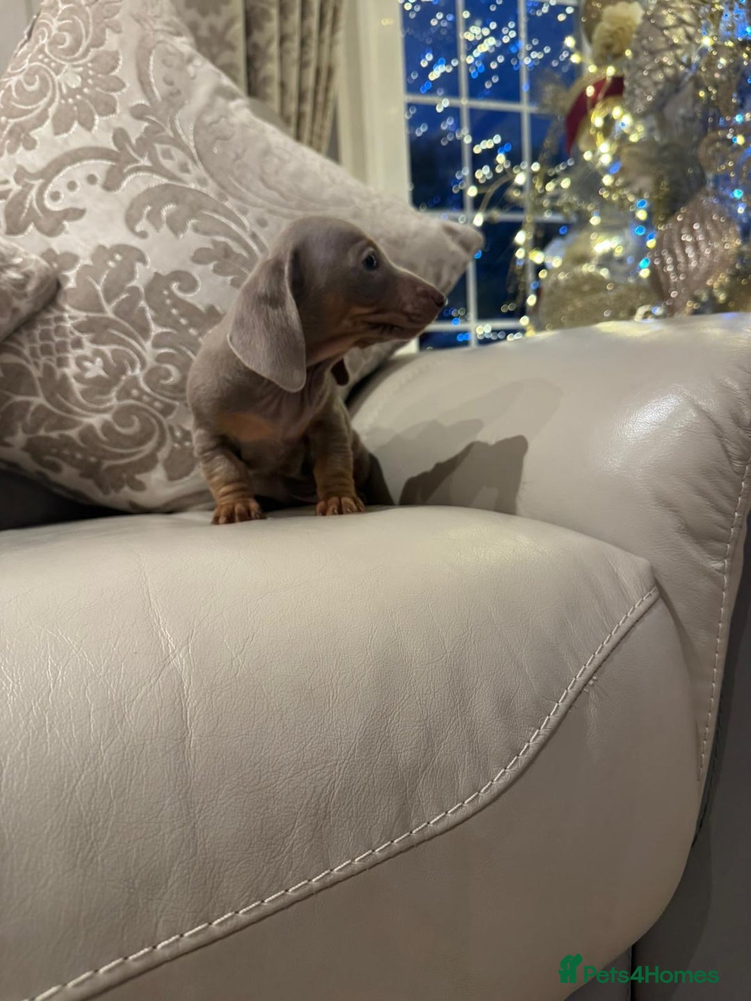 Miniature Dachshund dogs for sale: 2 beautiful lilac and tan miniature dachshunds  - Advert 5